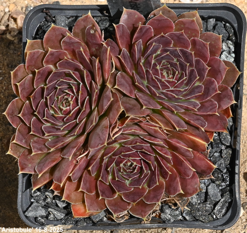 Aristobule / Jovi