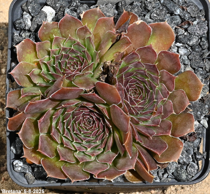 Bretana / Jovi