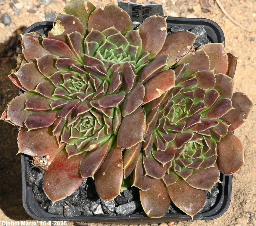 Djebel Marra / Jovi