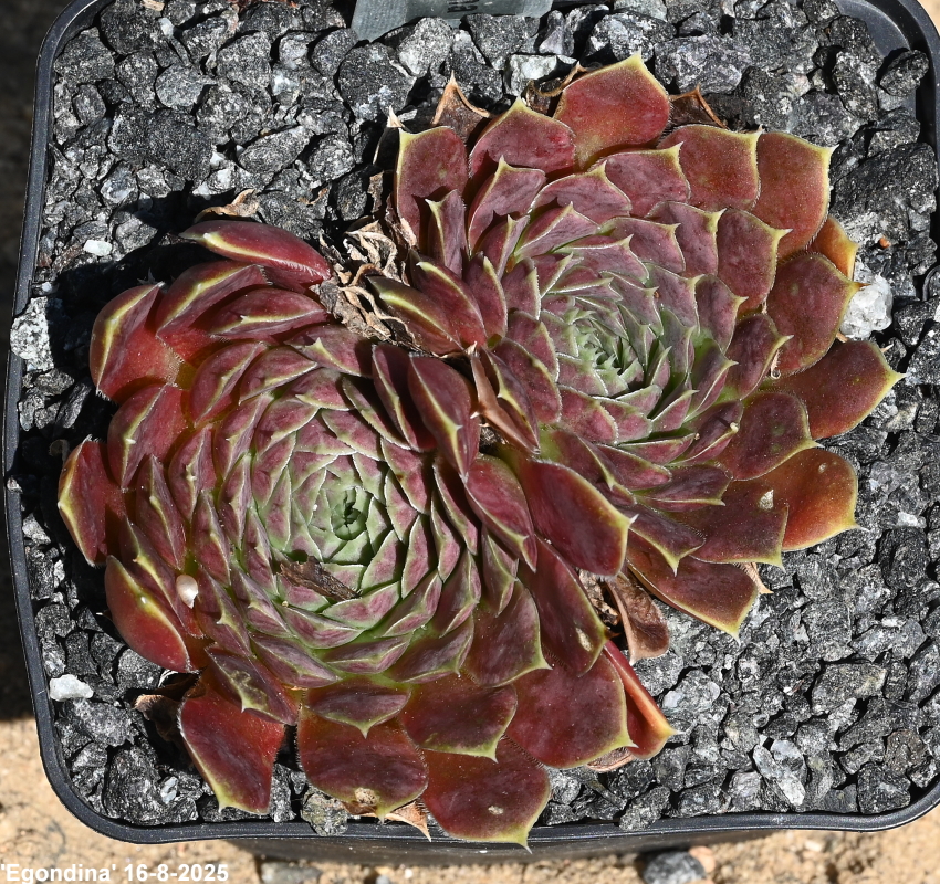 Egondina / Jovi