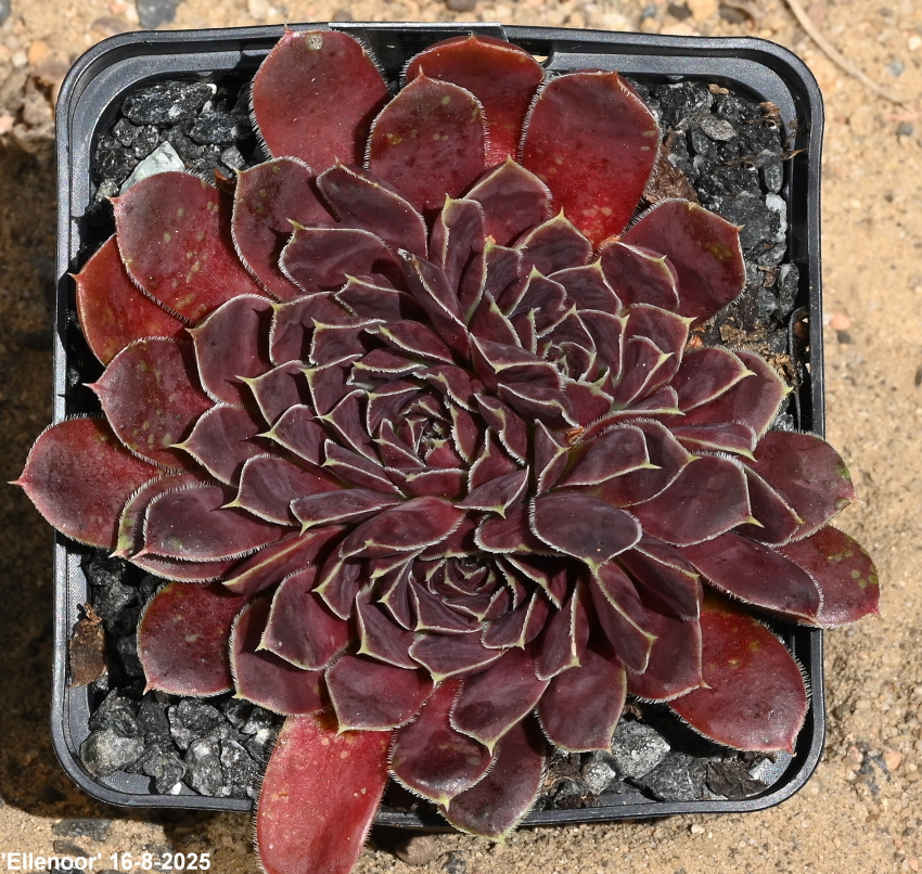Ellenoor / Jovi