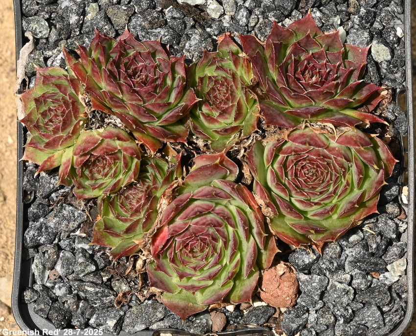 Greenish Red / Jovi