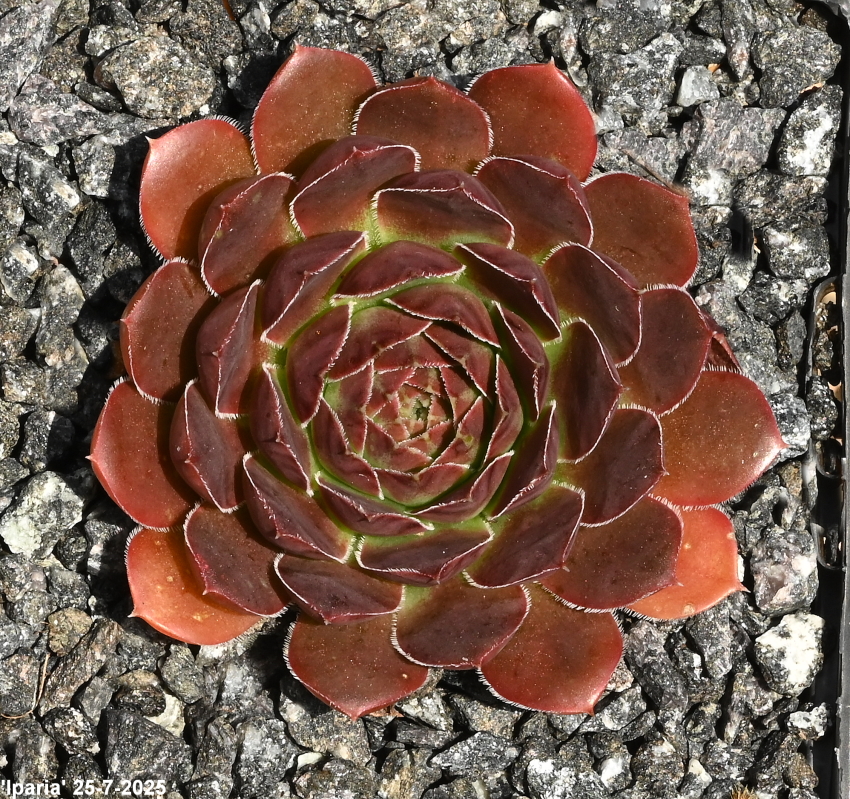 Iparia / Jovi