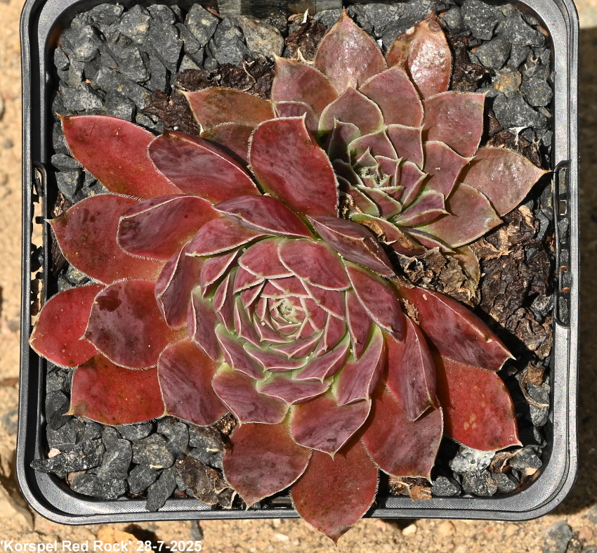 Korspel Red Rock / Jovi