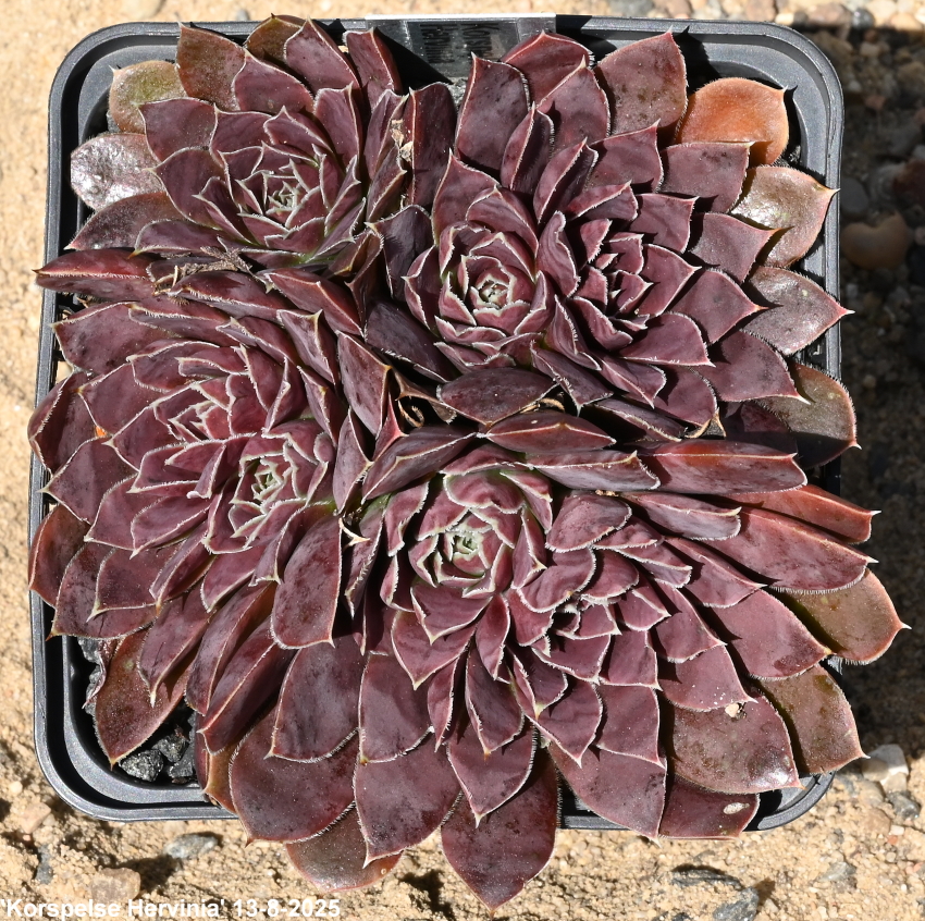 Korspelse Hervinia / Jovi