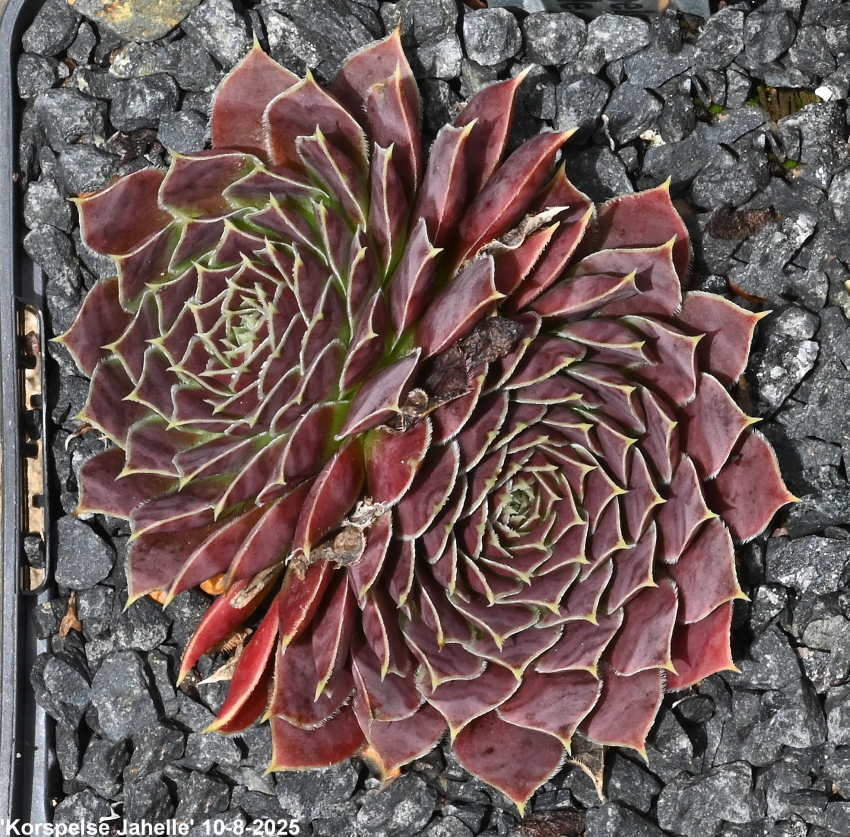 Korspelse Jahelle / Jovi