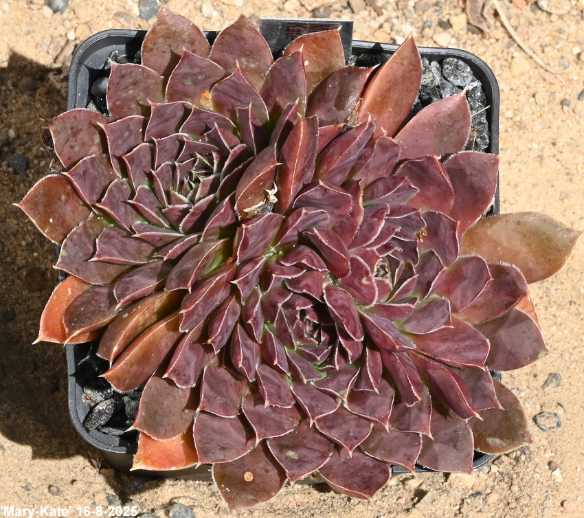 Mary-Kate / Jovi