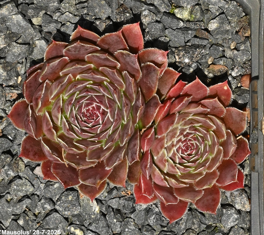 Mausolus / Jovi