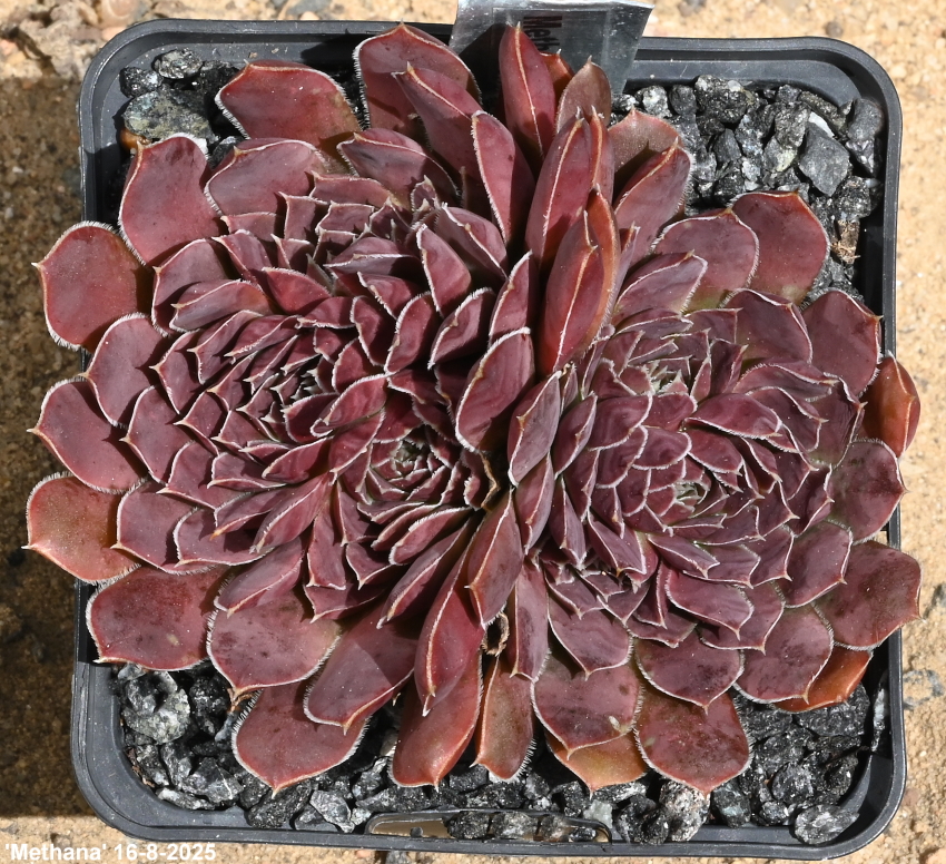 Methana / Jovi