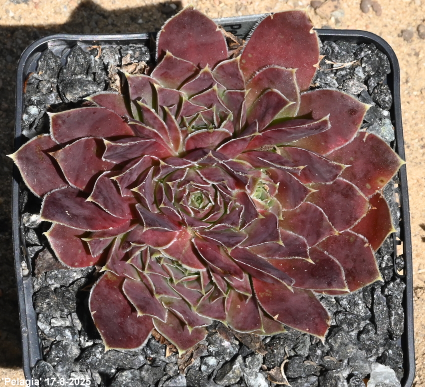 Pelagia / Jovi