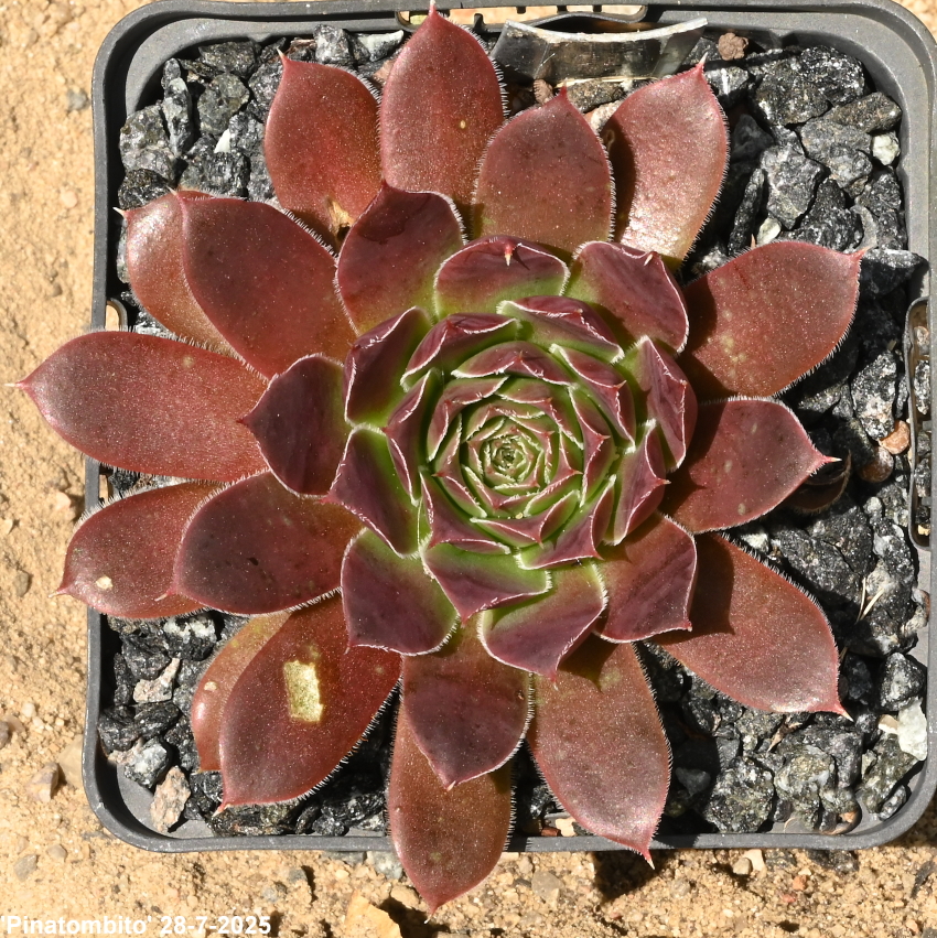Pinatombito / Jovi