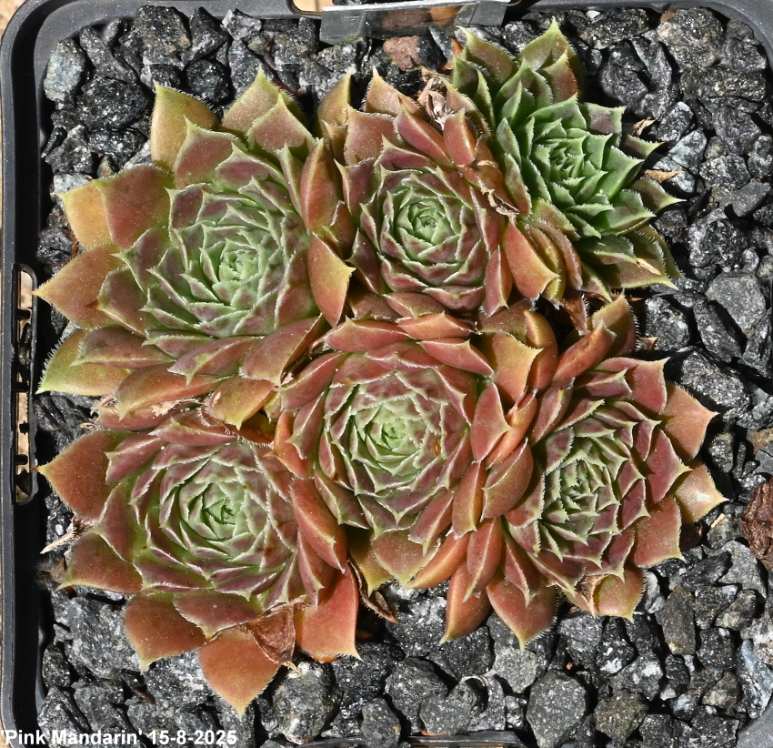Pink Mandarin / Jovi