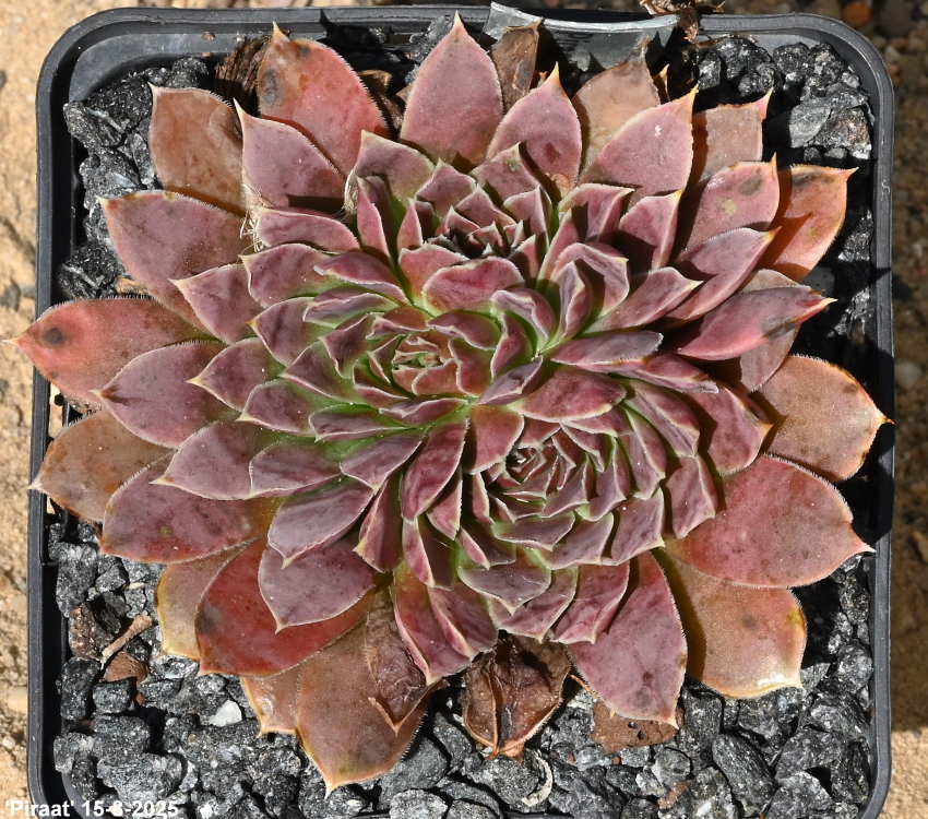 Piraat / Jovi
