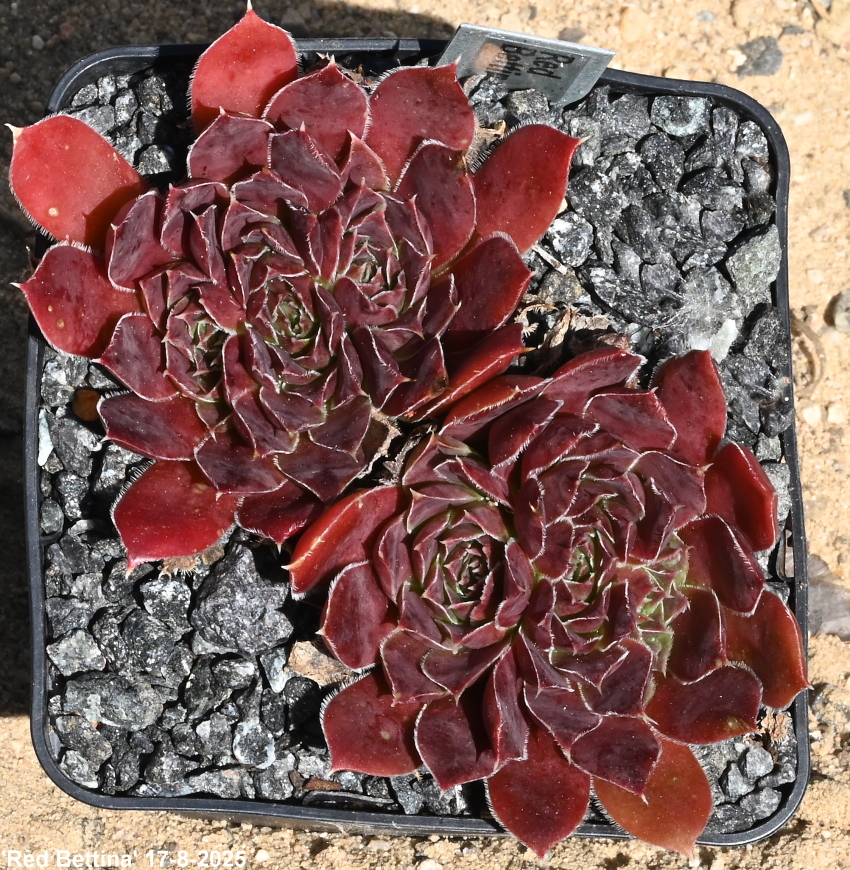 Red Bettina / Jovi