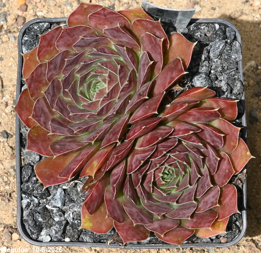Regulus / Jovi