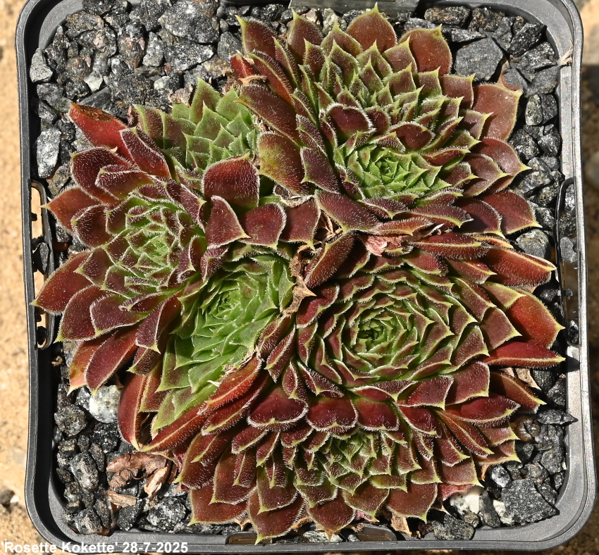 Rosette Kokette / Jovi