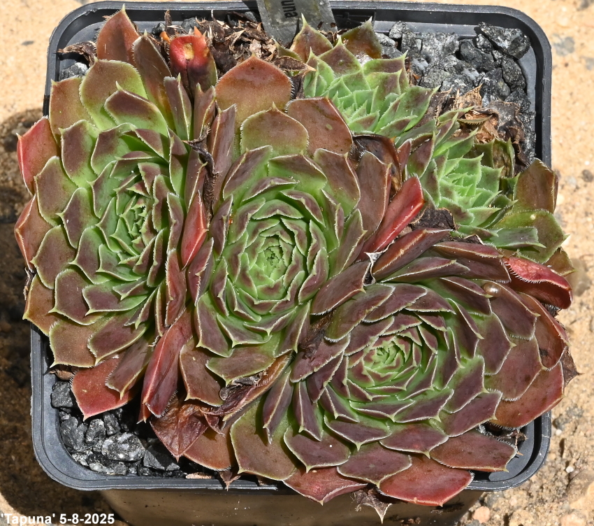 Tapuna / Jovi