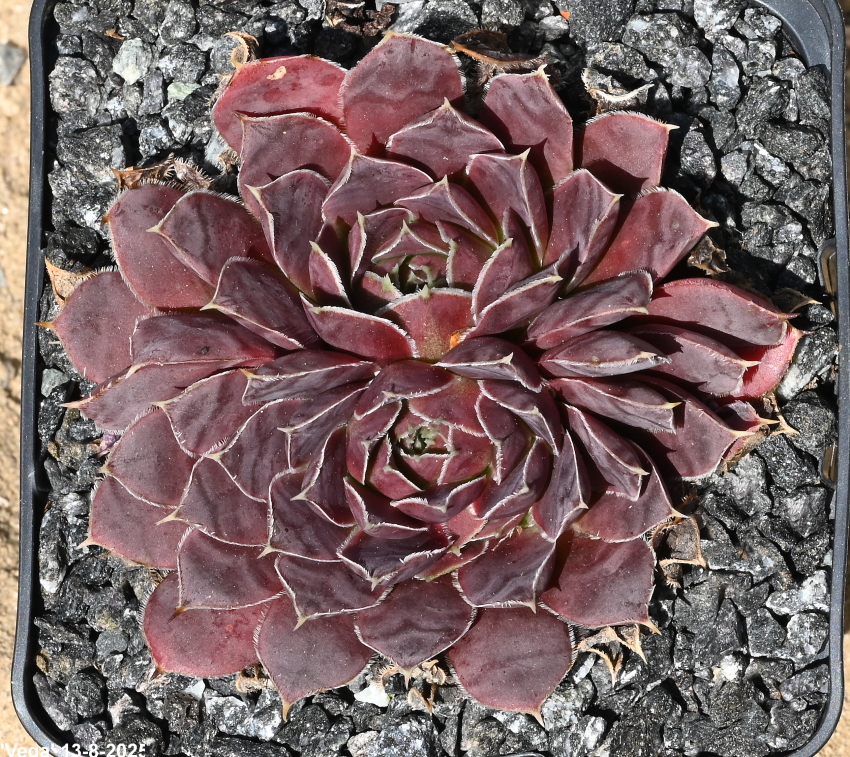 Vega / Jovi