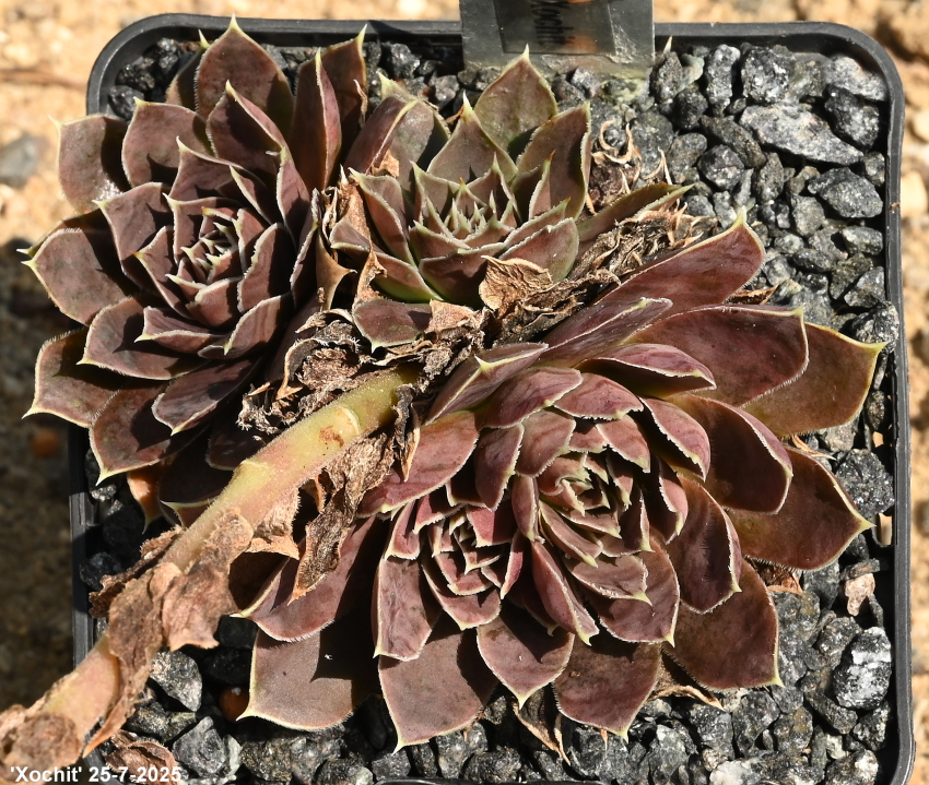 Xochit / Jovi