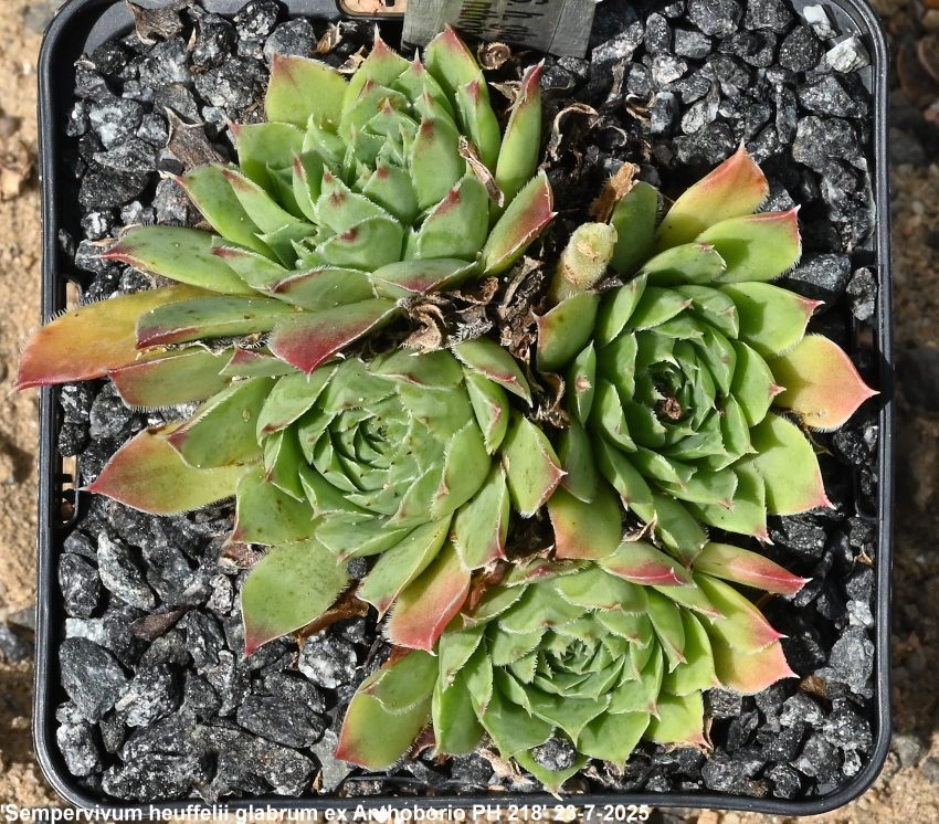 "heuffelii (glabrum) from ""Anthoborio""