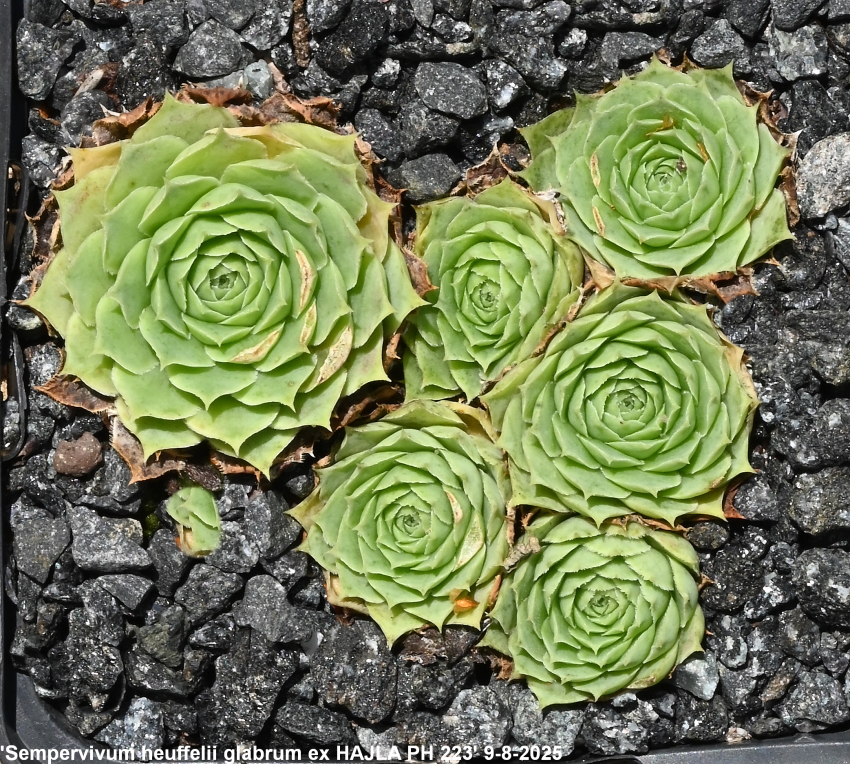 heuffelii (glabrum) from Hajla