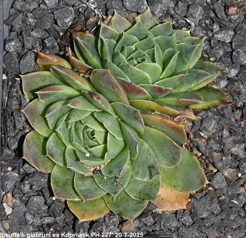 heuffelii (glabrum) from Koprivnik