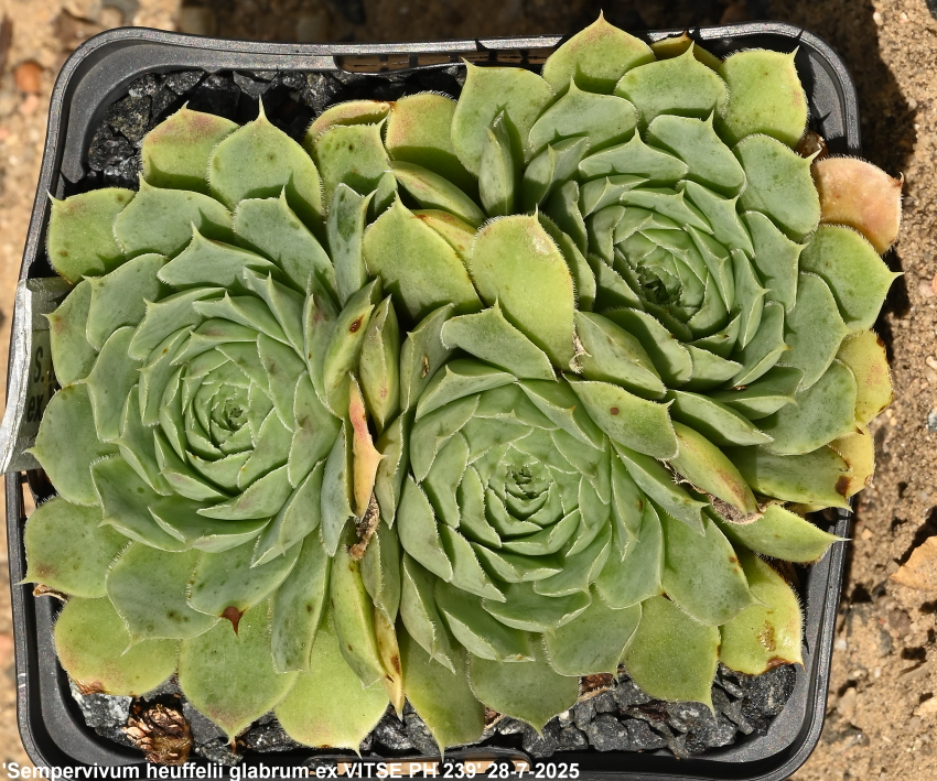 heuffelii (glabrum) from Vitse