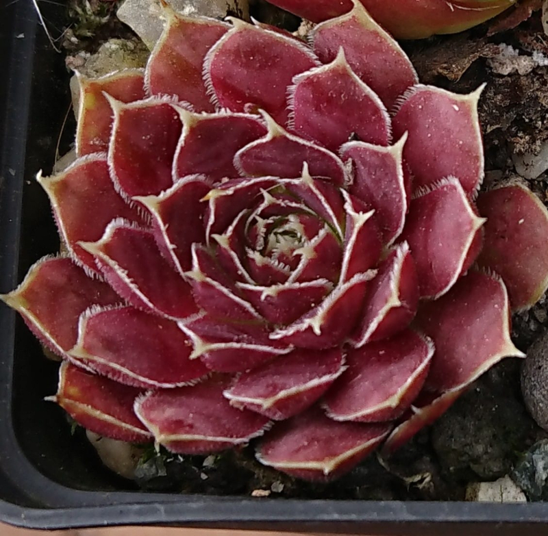 Ursa Minor