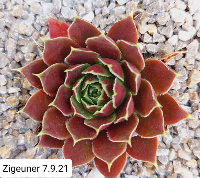 Zigeuner / Jovi