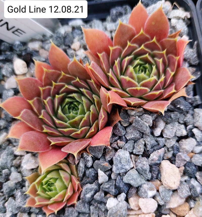 Gold Line / Jovi