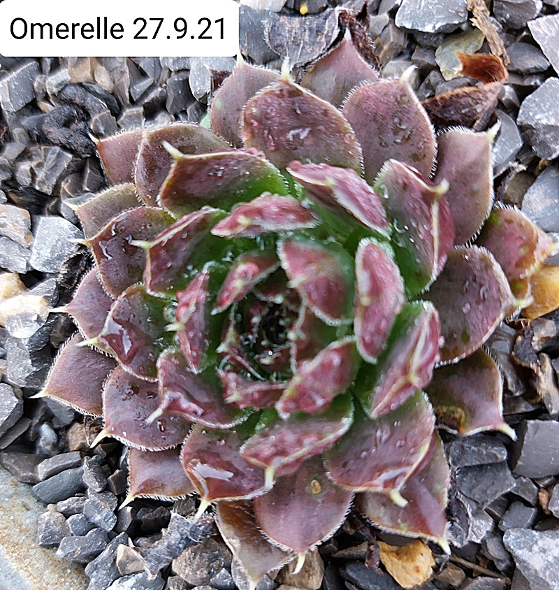 Omerelle / Jovi