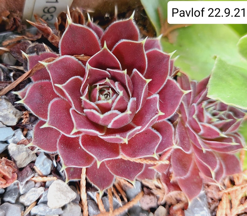 Pavlof / Jovi