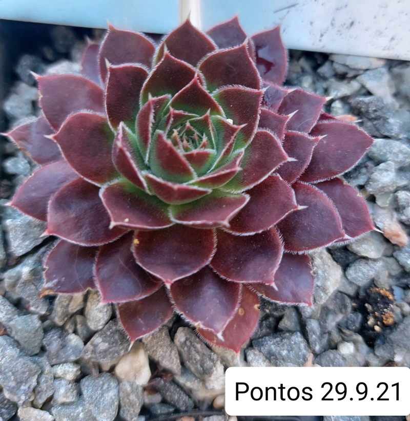 Pontos / Jovi