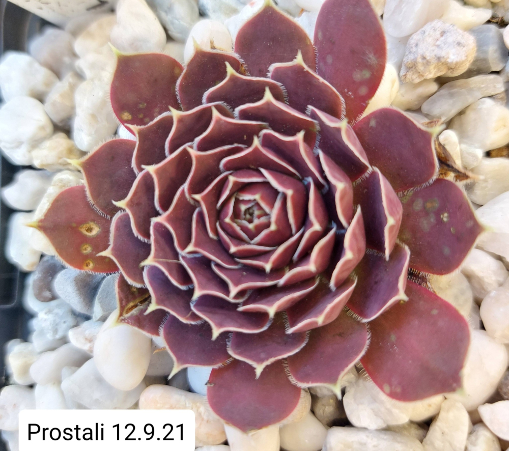 Prostali / Jovi