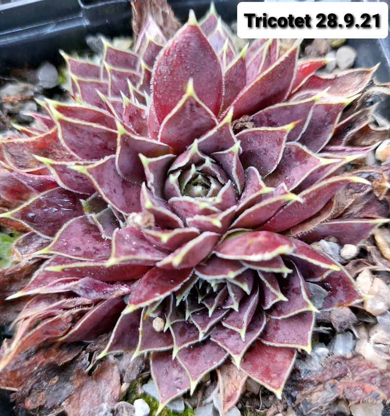 Tricotet / Jovi