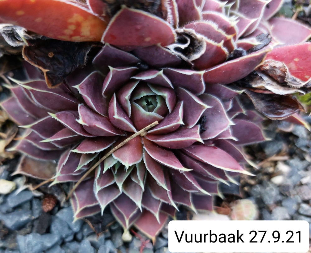 Vuurbaak / Jovi