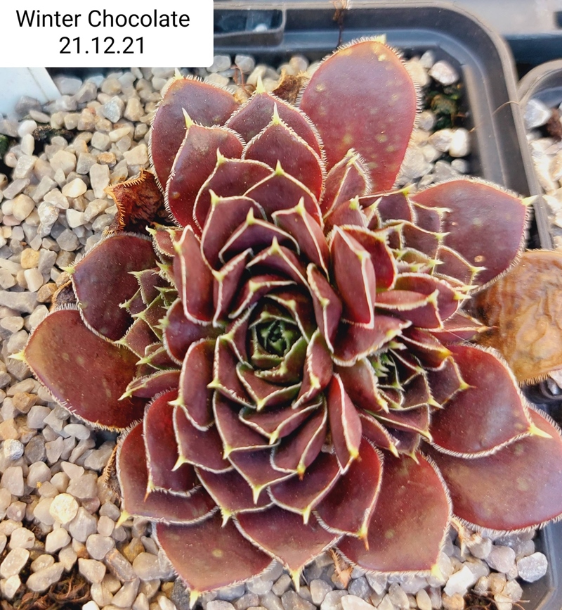 Winter Chocolate / Jovi
