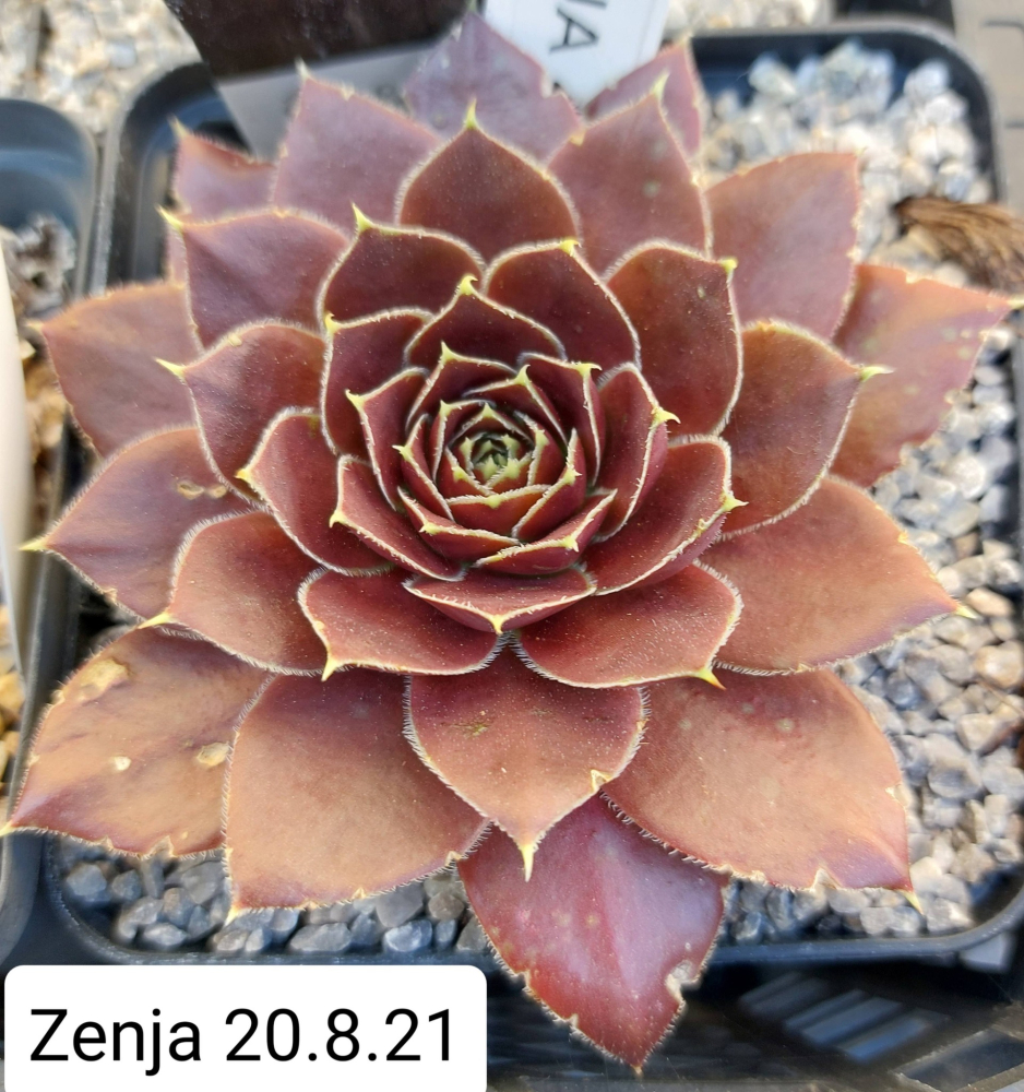 Zenja / Jovi