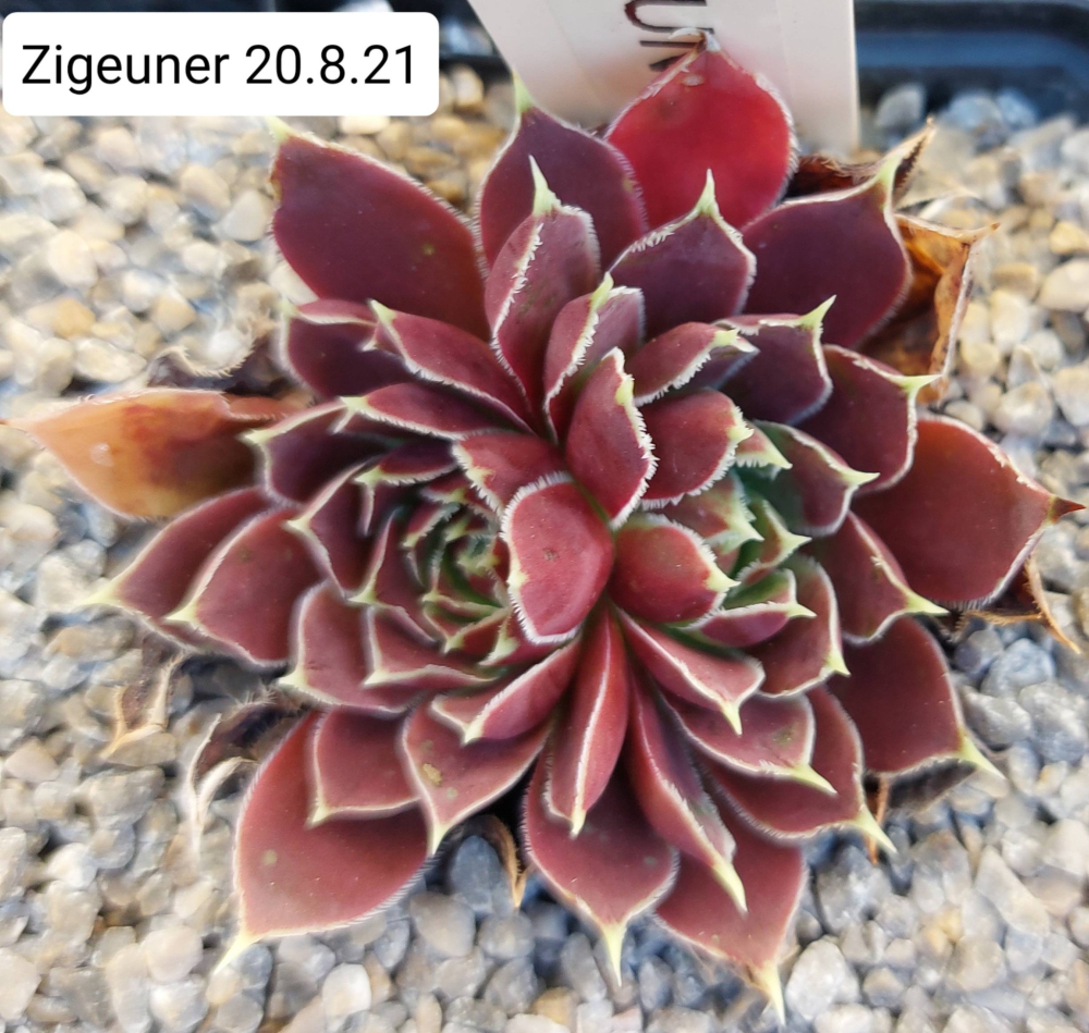 Zigeuner / Jovi