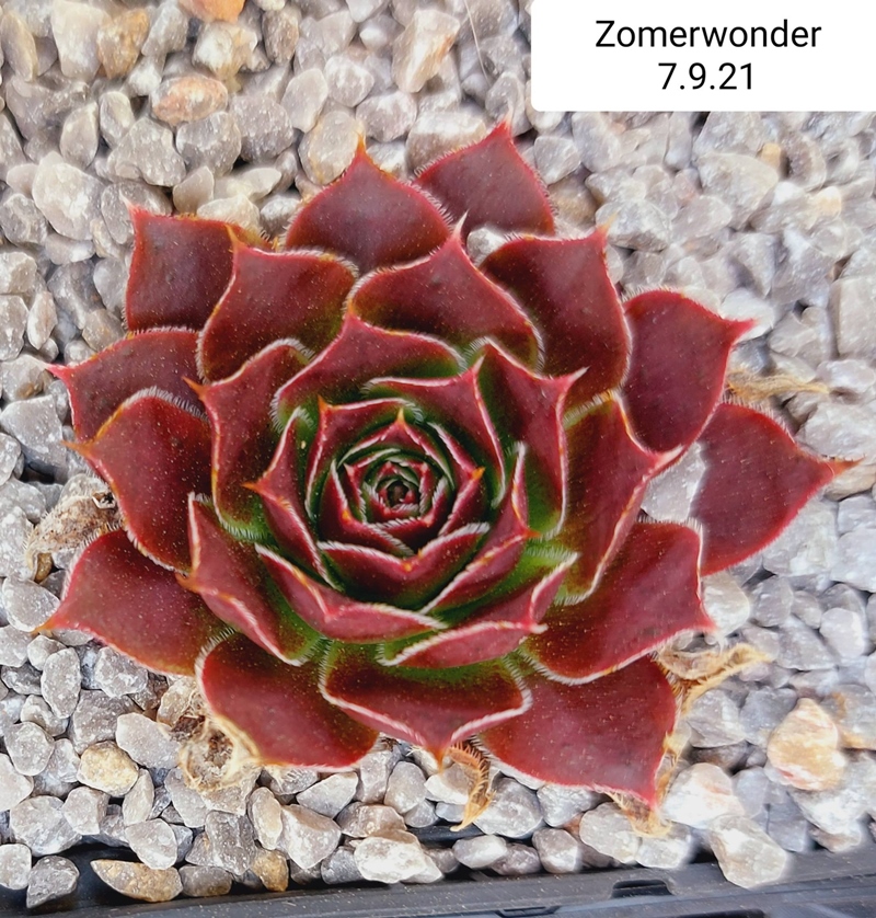 Zomerwonder / Jovi