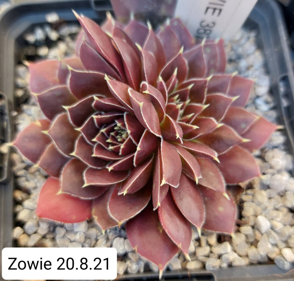 Zowie / Jovi