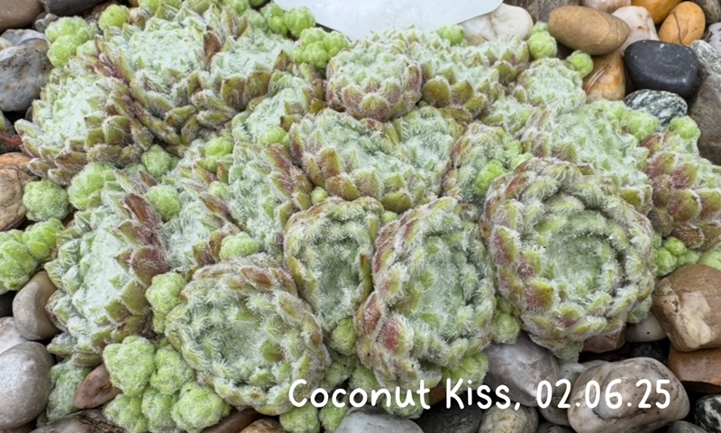 Coconut Kiss