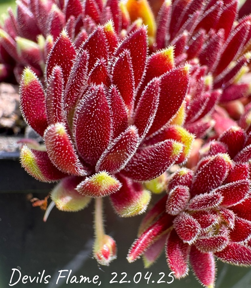 Devils Flame