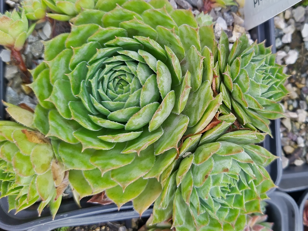 Supersemps® Emerald