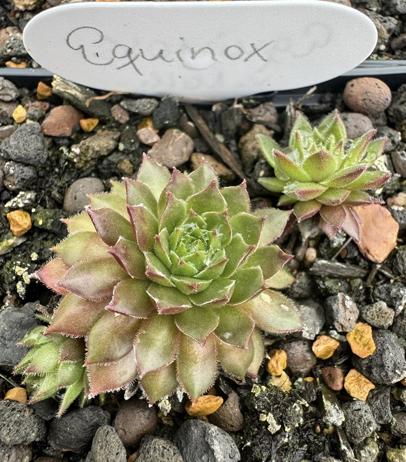 Equinox