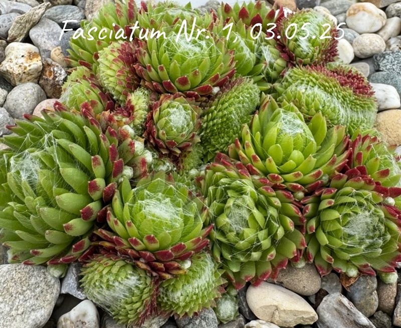 Fasciatum Nr. 1
