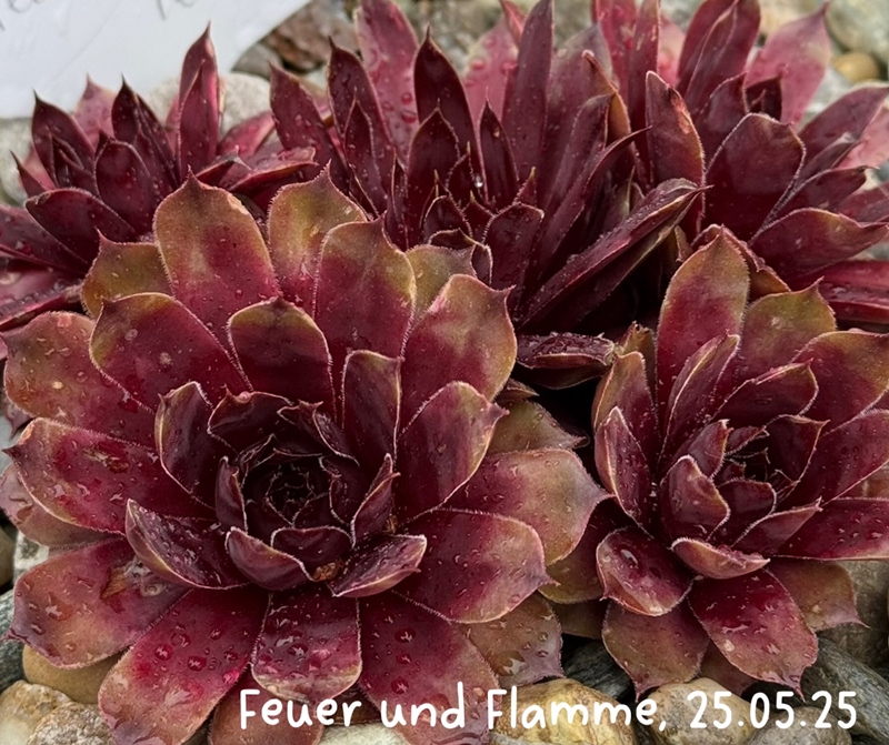 Feuer und Flamme