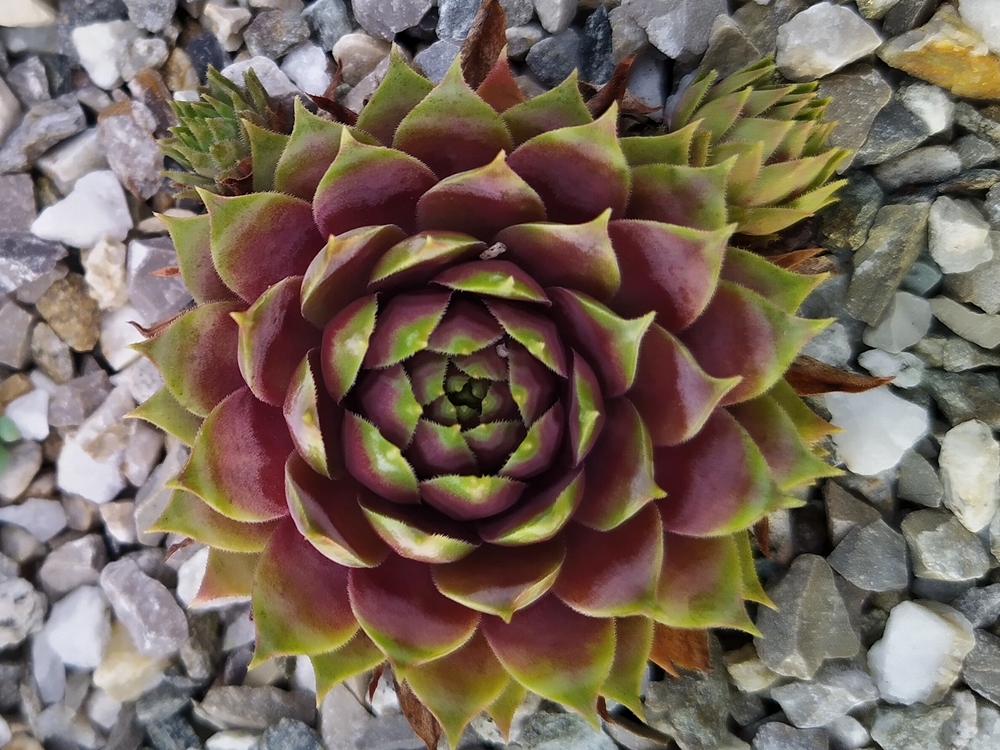 Supersemps® Fire Quartz