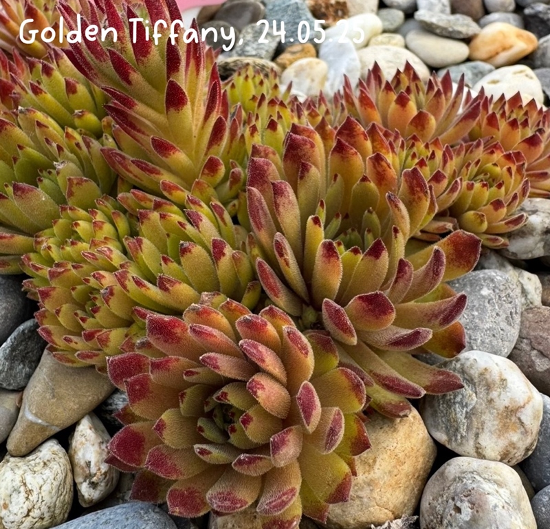 Golden Tiffany