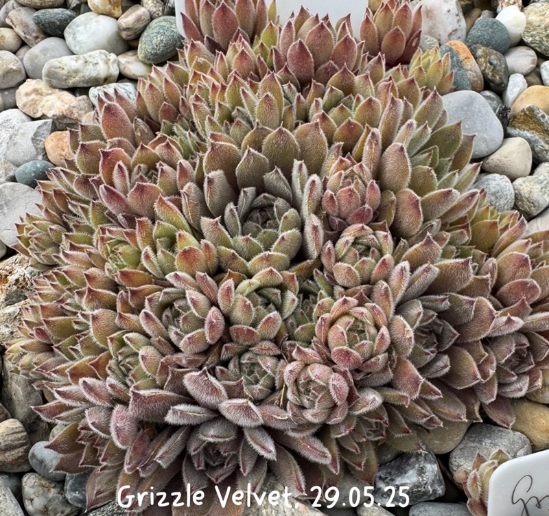 Grizzle Velvet